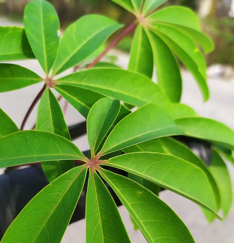 Duet Sirih dan Daun Randu Penangkal Batuk - Jamupedia Jamupedia