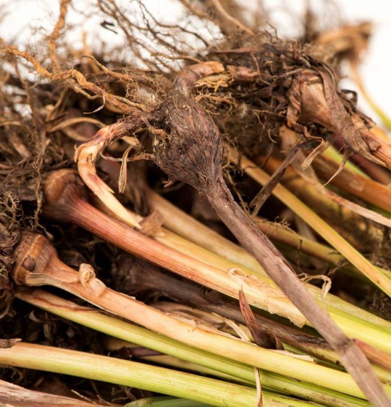 Seri Suket Teki - Bukan Rumput Pengganggu, Tapi Rumput yang Bisa Dibuat