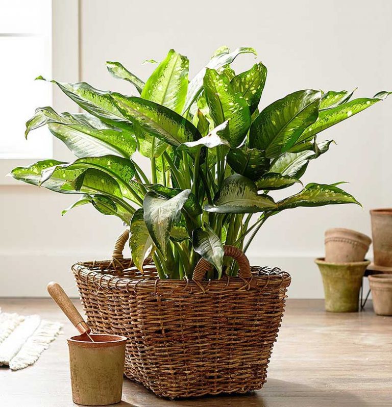 Tanaman di lingkungan sekolah